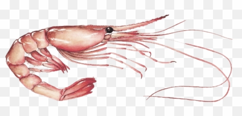 Pink Shrimp Santa Monica Seafood - Pandalus Borealis Png,Shrimp Png