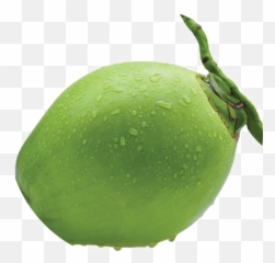 Coconut Png Photo Image - Transparent Tender Coconut Png,Coconut Png
