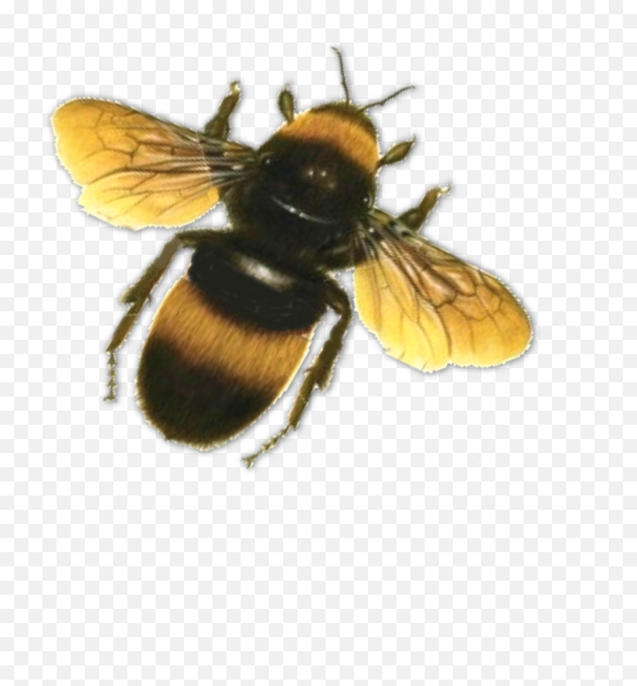 Bee Png Transparent Images - Bumble Bee Transparent Background,Bee Transparent Background