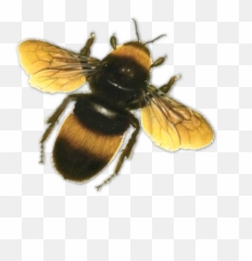 Bee Png Transparent Images - Bumble Background