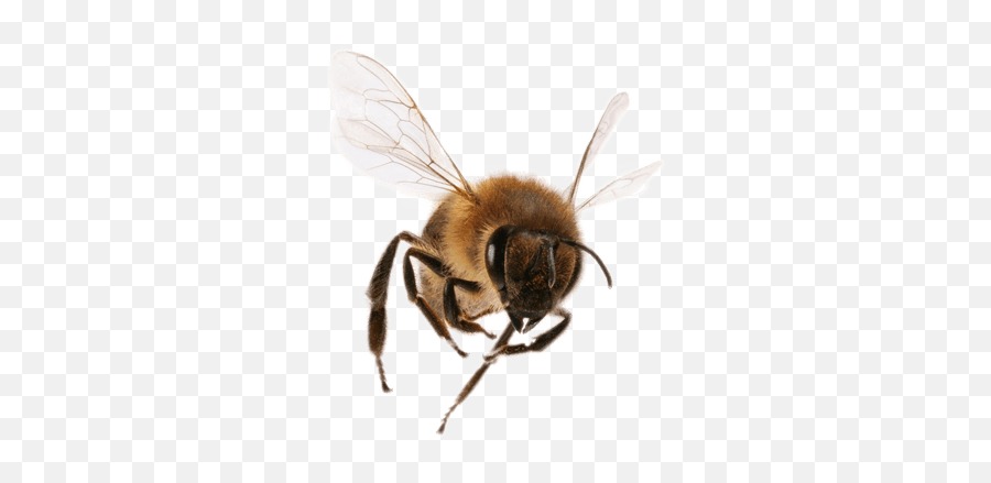 Front View Bee Transparent Png - Transparent Background Bees Png,Bees Png