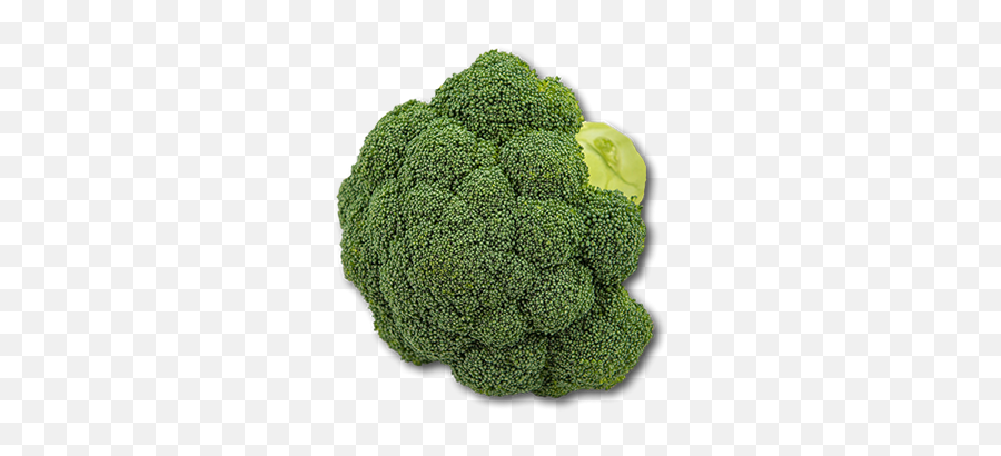 Australian Broccoli - Broccoli Png,Broccoli Transparent