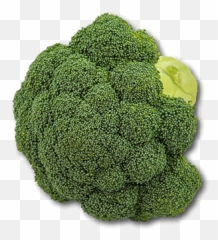 Australian Broccoli - Broccoli Png,Broccoli Transparent