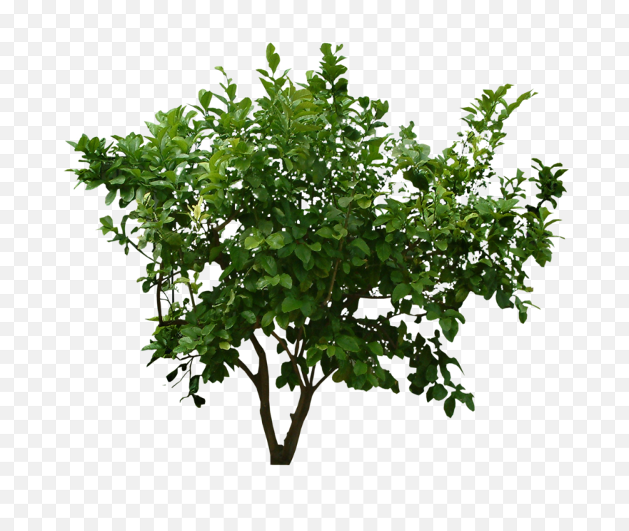 Bush Png Pic Transparent Background - Transparent Bush Png,Flower Bushes Png