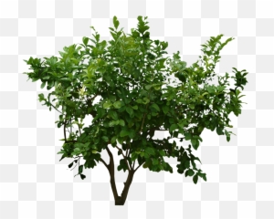 Bush Png Pic Transparent Background