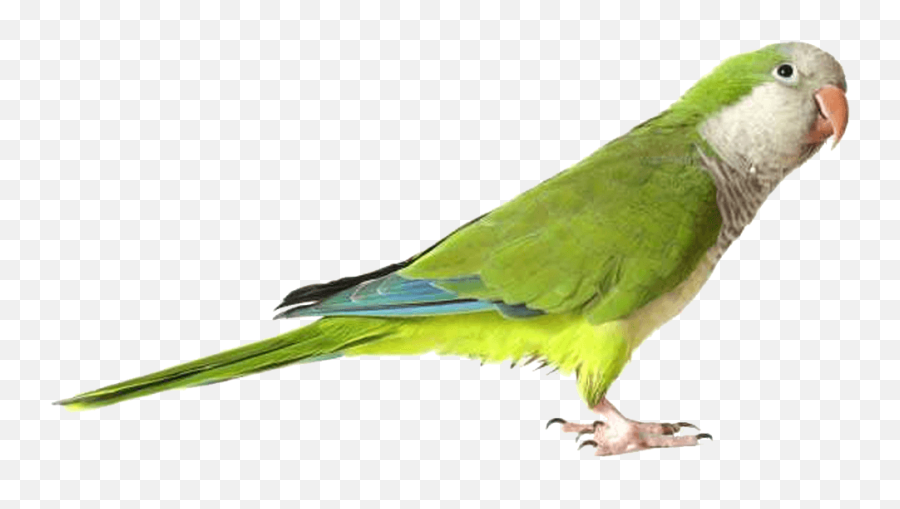 Parakeet Png 3 Image - Parrot Png,Parakeet Png