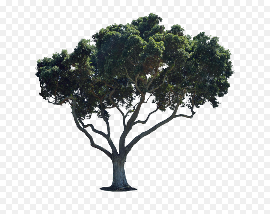Street Tree Transparent Png Clipart - Street Png For Photoshop,Street Png