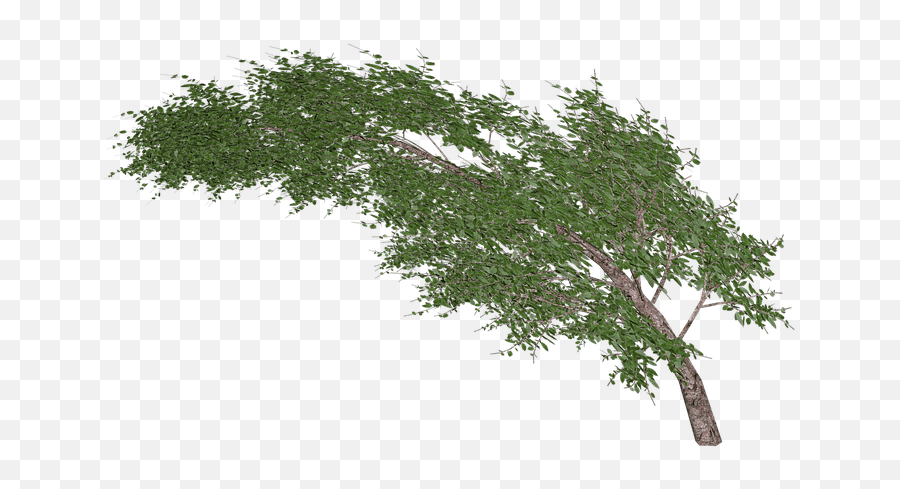 Tree Waving In Wind Transparent Png - Stickpng Tree In Wind Png,Wind Png