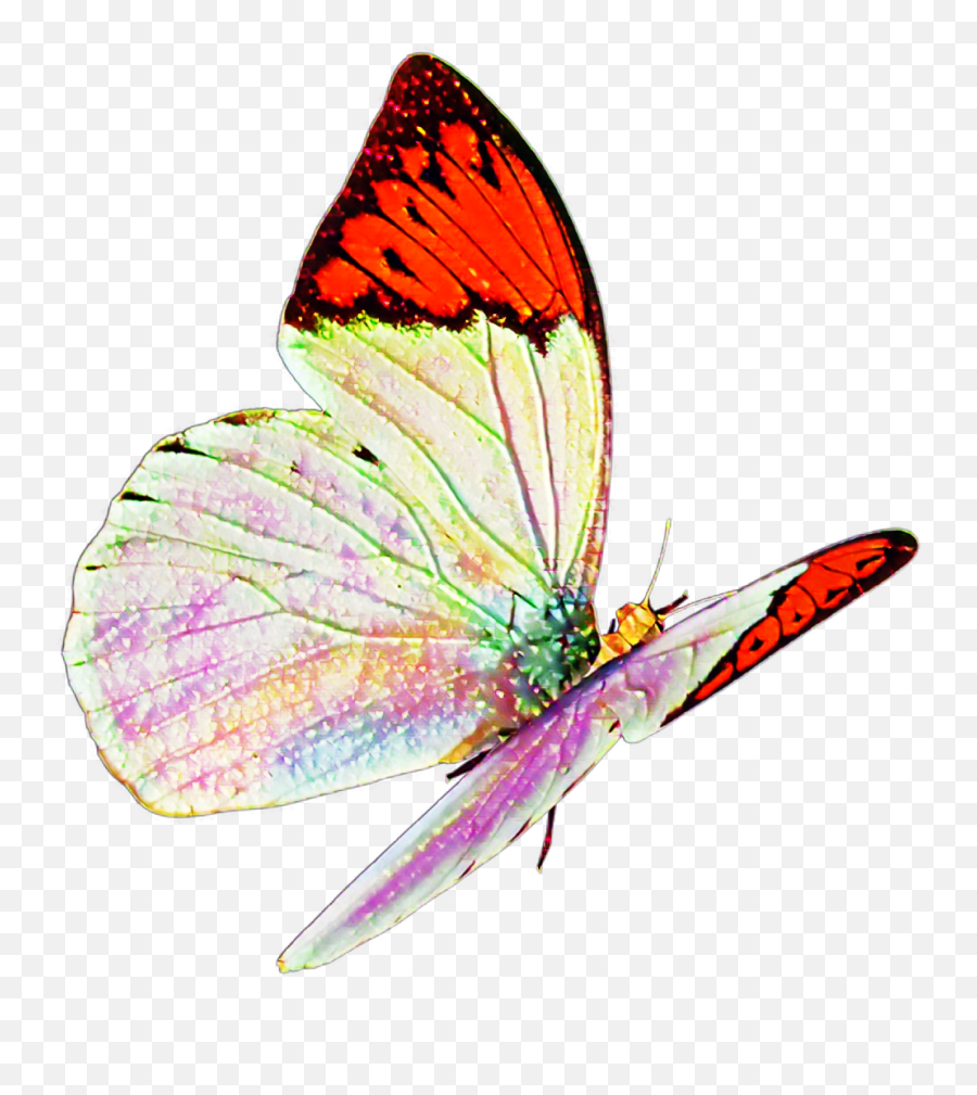 Butterfly Real Nature Flying Sticker Mislen Png - Flying Butterfly Stickers Png,Real Butterfly Png