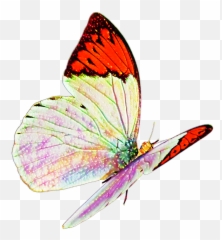 Butterfly Real Nature Flying Sticker Mislen Png - Stickers