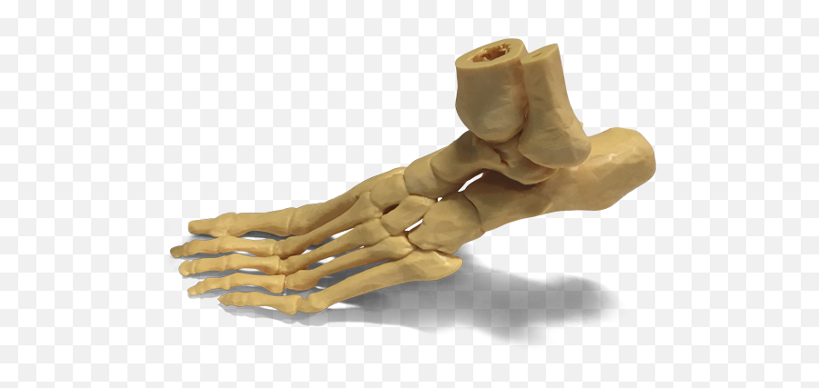 Photocentric Group Skeleton Png Hand