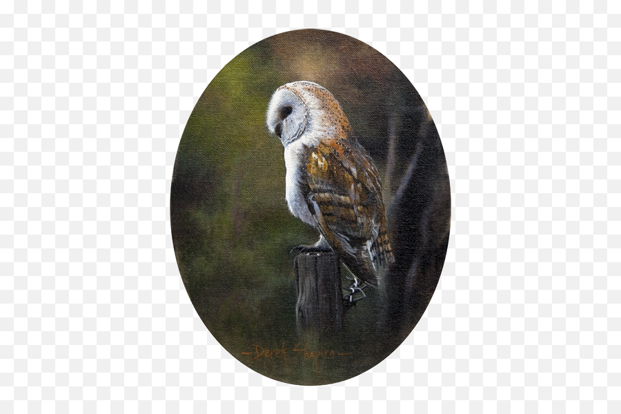 Barn - Owlonpost Shapiro Fine Art Barn Owl Png,Barn Owl Png