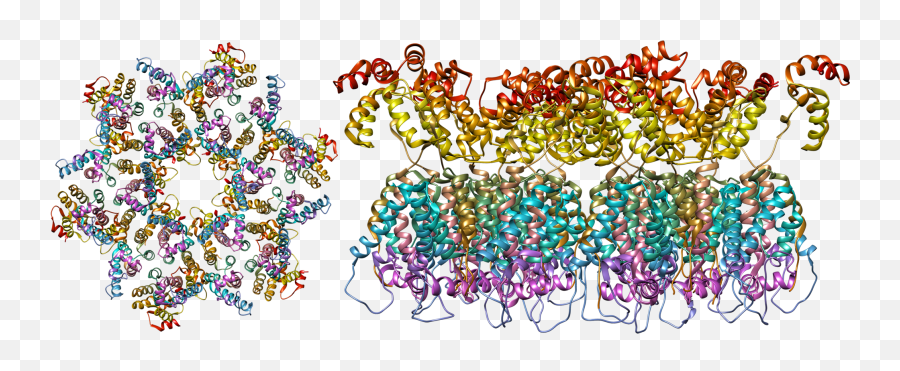 Filethe Structure Of The Immature Hiv - 1 Capsid In Intact Hiv Virus Molecular Structure Png,Virus Png