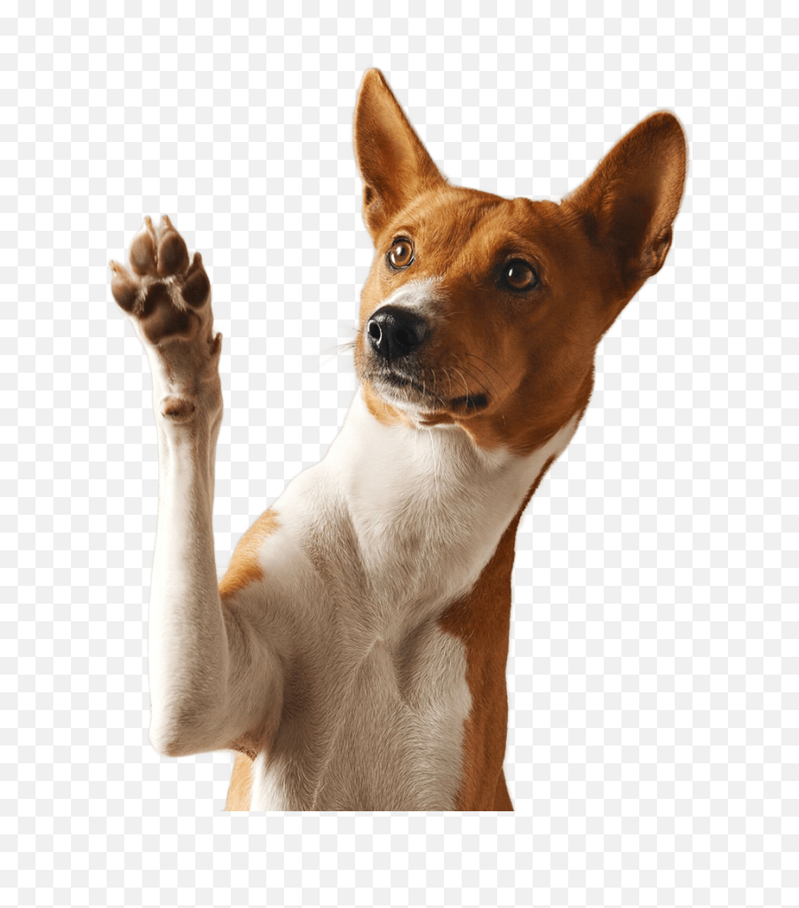 Faqs - Playful Paws Dogs Raising Their Paws Png,Dog Paw Png