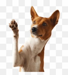 Faqs - Playful Paws Dogs Raising Their png