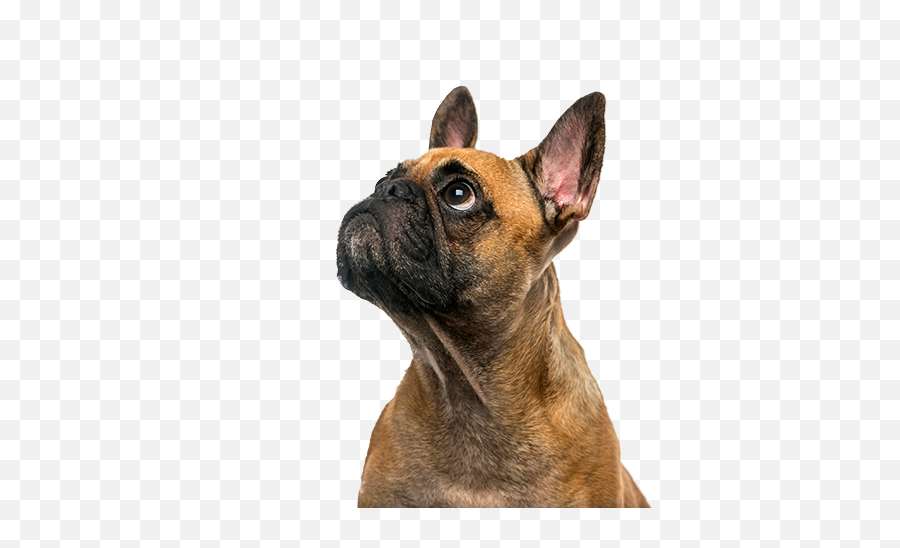 Download Cute Puppy - French Bulldog Png,Cute Puppy Png