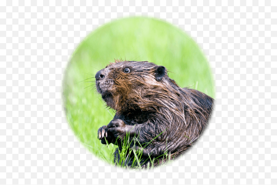 Beaver - Canada Animal Png,Beaver Png