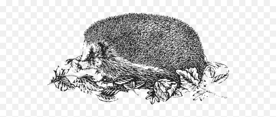 The British Hedgehog Preservation Society - Punxsutawney Phil Png,Hedgehog Transparent