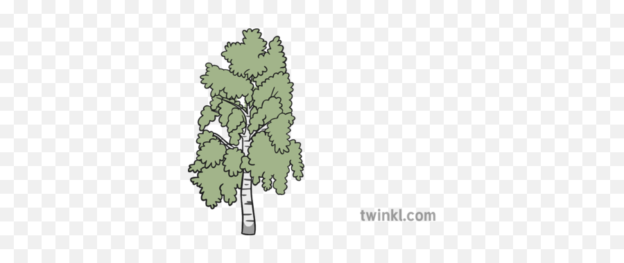 Birch Tree 1 Illustration - Gambel Oak Png,Birch Tree Png