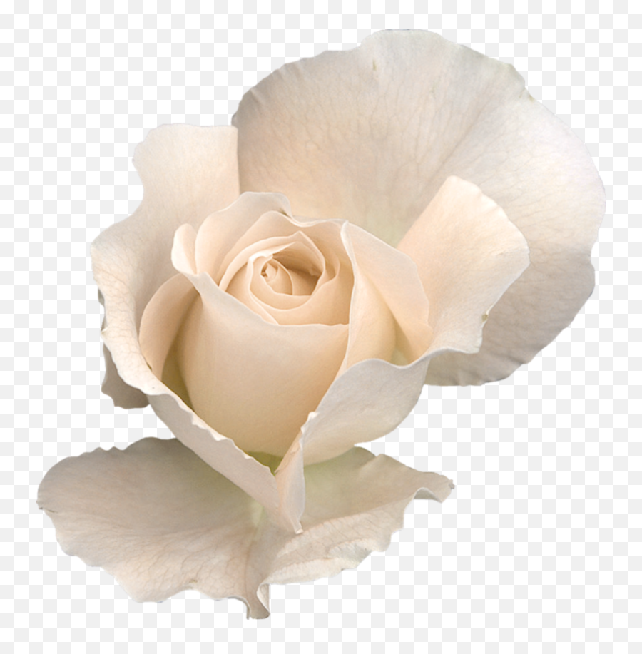White Rose Transparent Png - White Rose On Transparent,Rose Vine Png