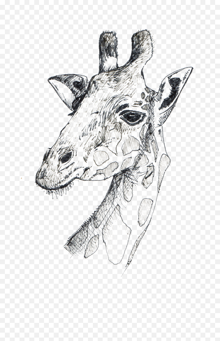 Sketches U2014 Betsy Heron Png Giraffe