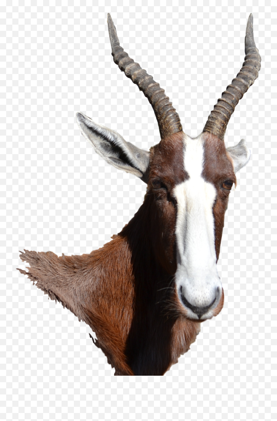 Bontebok Antelope - Antelope Png,Antelope Png