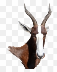 Bontebok Antelope - Antelope Png,Antelope Png