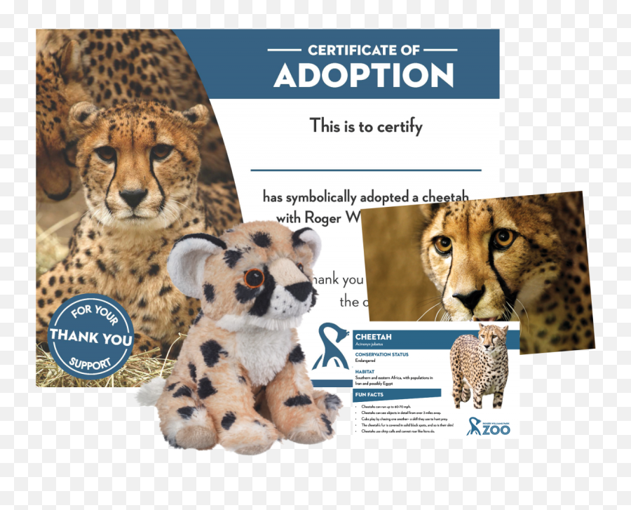 Adopt A Cheetah - Cheetah Roger Williams Park Zoo Png,Cheetah Transparent