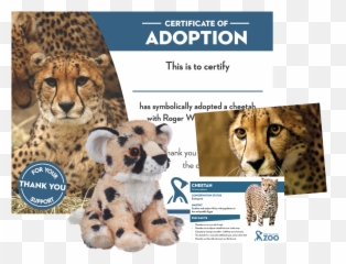 Adopt A Cheetah - Cheetah Roger Williams Park Zoo Png,Cheetah Transparent