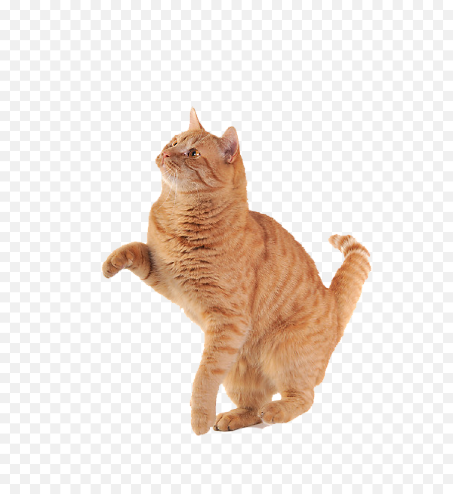 Clip - Cat Png,Cat Clipart Transparent
