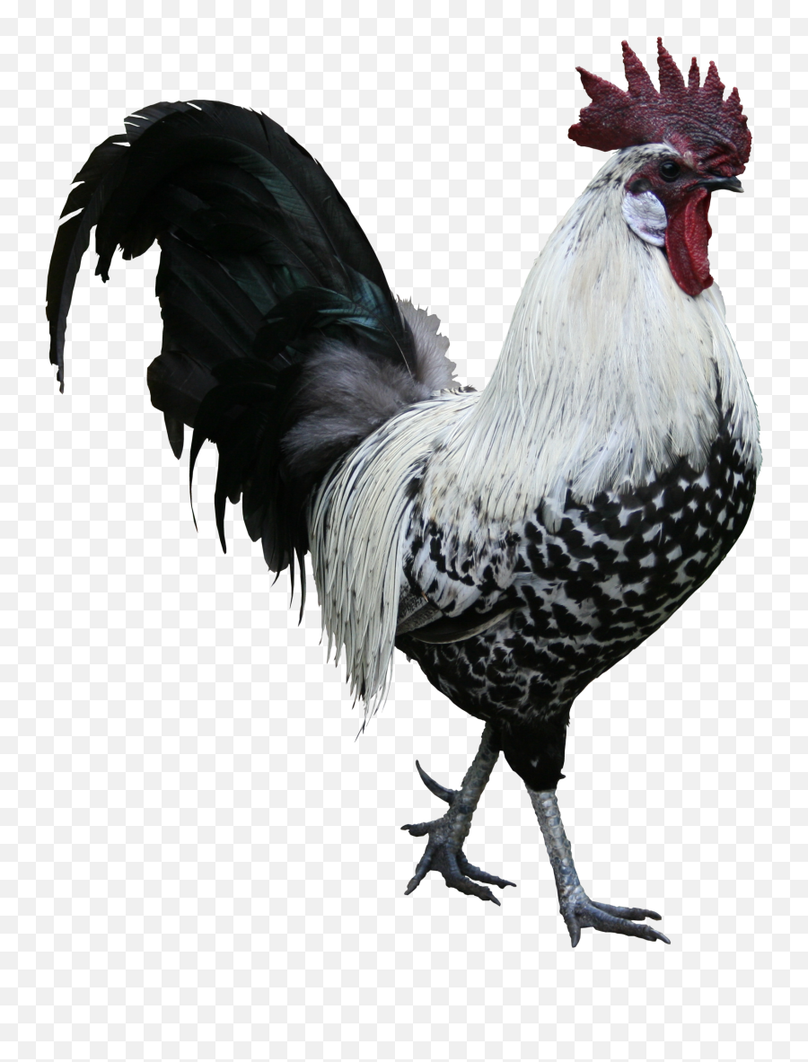 Png Image Transparent Background - Transparent Rooster Png,Rooster Png