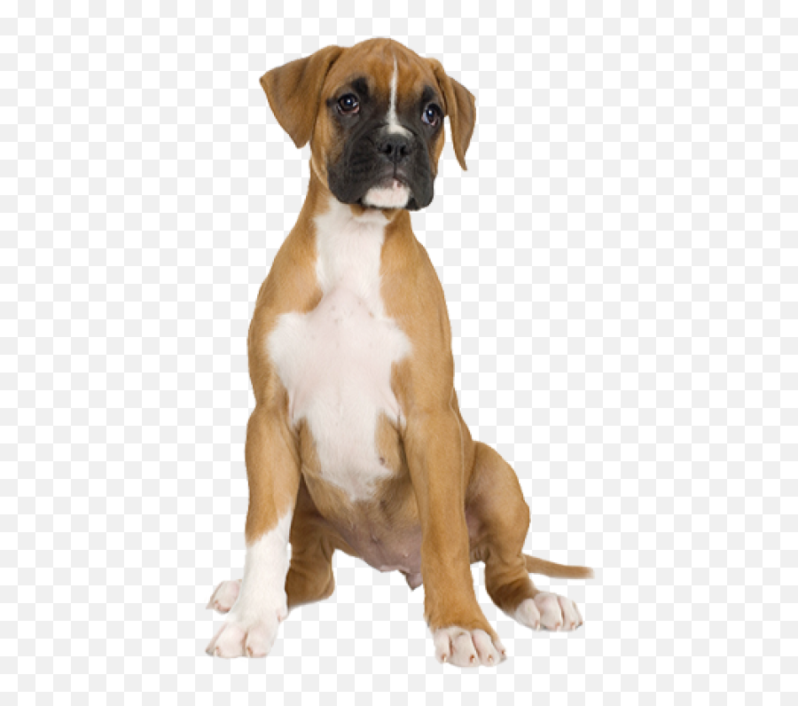Dog Half Sitting Png Images Download - Transparent Background Boxer Dog Png,Dog Sitting Png