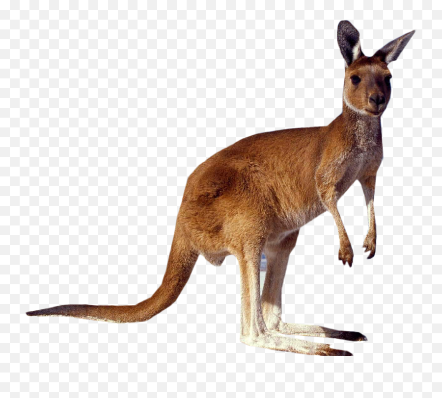 Transparent Kangaroo Clipart - Tourist Attractions In Australia Png,Transparent 1920x1080