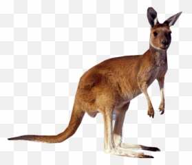 Transparent Kangaroo Clipart - Tourist Attractions In Australia png