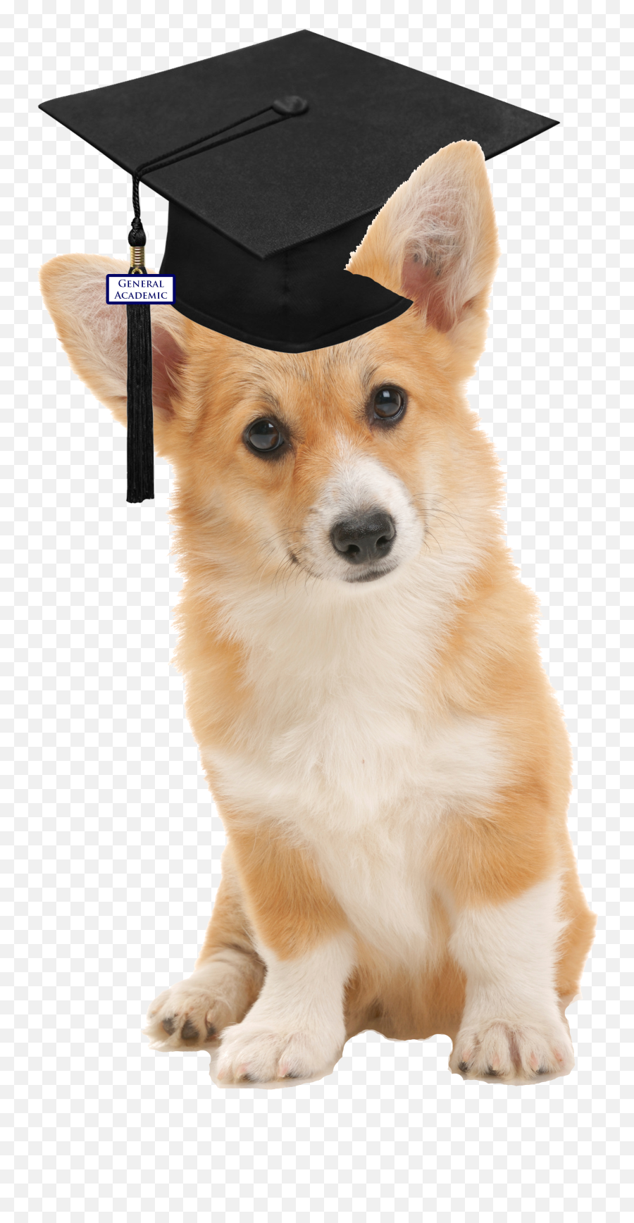 Corgi - Graduationcapleft Houston School Survey For Graduation Png,Corgi Transparent