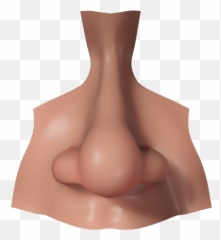 Nose Png Image - Transparent Background