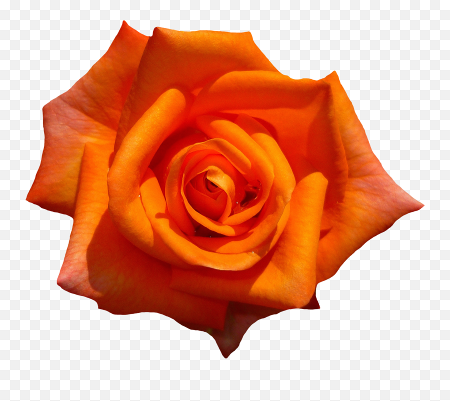 Orange Rose Flower Top View Png Image - Aesthetic Orange Flower Png,Rose Transparent Png