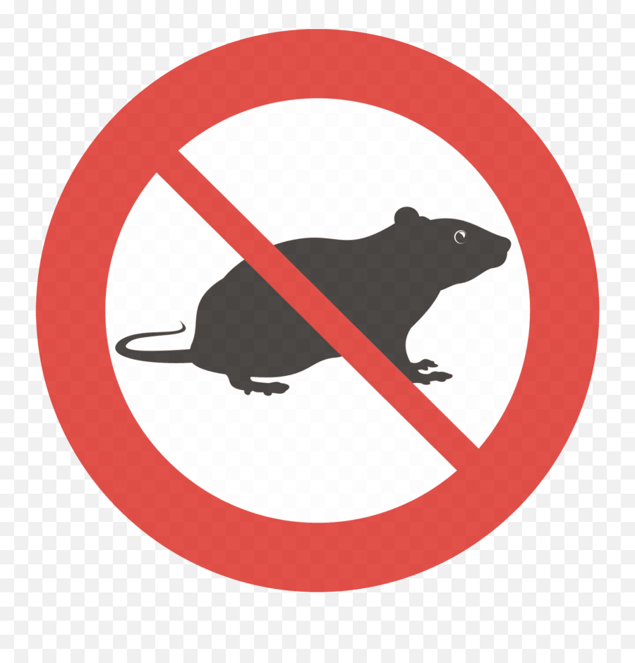 Acorn Exterminating Pest Control North Stonington Ct - Royal Tombs Of Sipan Museum Png,Mouse Rodent Icon