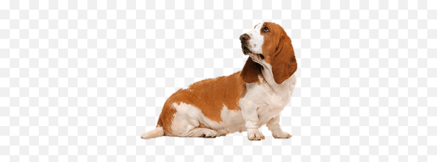 Dogs Transparent Png Images - Short Eared Basset Hound,Dogs Png