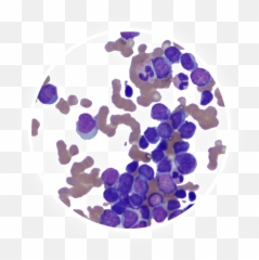 Amgen Oncology Pipeline - Dot png