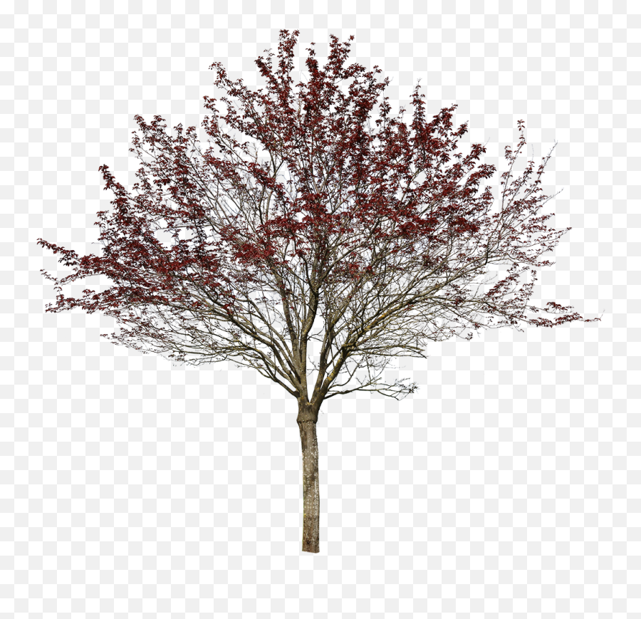 Prunus Cerasifera Var Pissardii - Oak Png,Tree Canopy Png