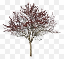 Prunus Cerasifera Var Pissardii - Oak Png,Tree Canopy Png