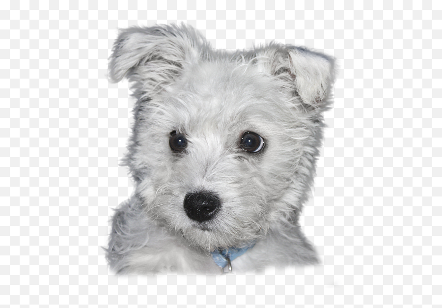 Alert Puppy - Transparent Background Throw Pillow Png,Transparent Puppy