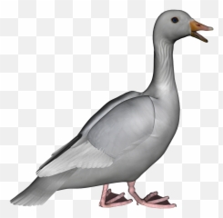 Download Goose Photos Hq Png Image - Grey Goose Png Transparent Clipart,Goose Transparent