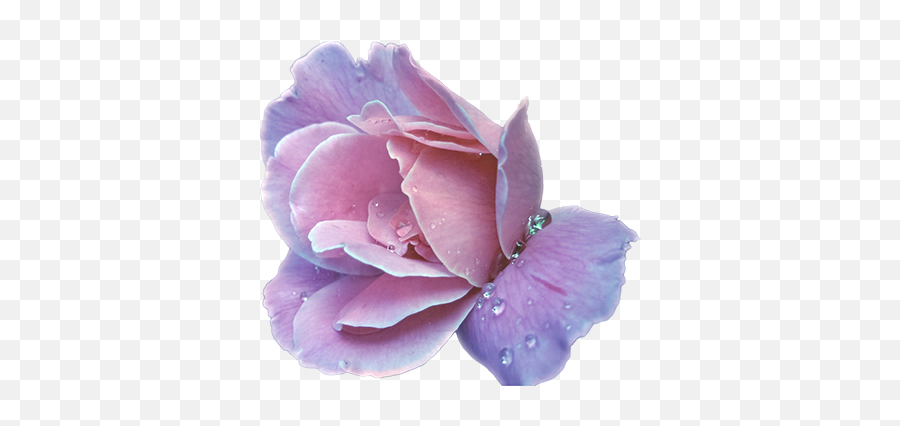 Lavender Ash Locks Naomi Nikola - Transparent Purple Flower Png Free,Evil Pretty Anime Icon Tumblr Male