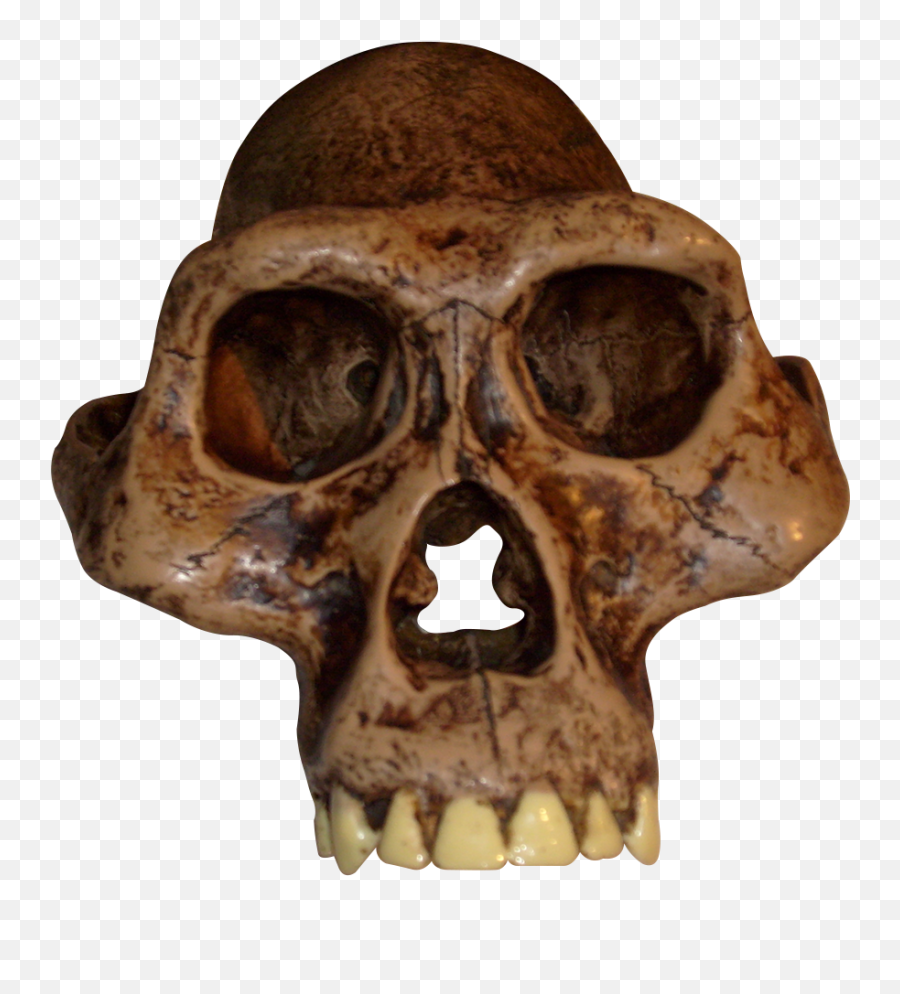 Fileaustralopithecus Afarensis - Transparent Backgroundpng Australopithecus Afarensis Png,Tooth Transparent Background