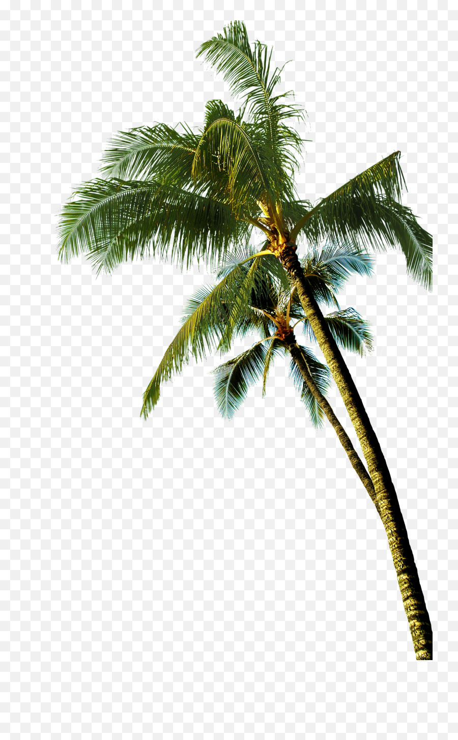 Coconut Asian Palmyra Palm Tree - Transparent Background Coconut Tree Png,Coconut Png