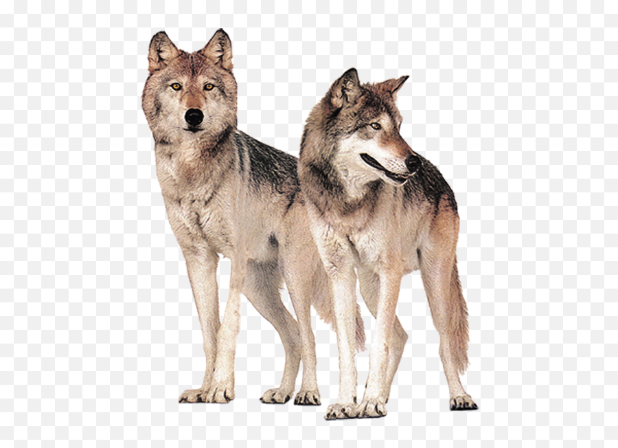 Gray Wolf Wolves Hongqiao Bridge - Wolf Png Download 496 Pack Of Wolves Png,Wolf Transparent