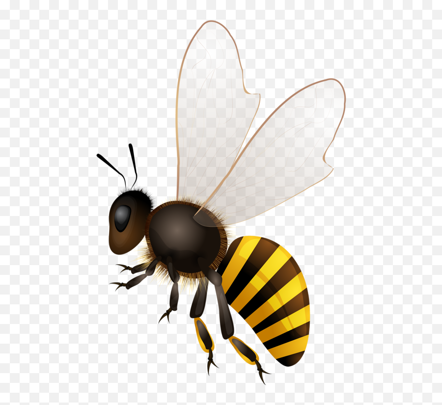 Honey Bees Transparent Png Clipart - Bee Illustration,Bees Png
