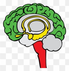 Stoplight Png And Vectors For Free Download - DLPNGcom Brain Limbic System Png